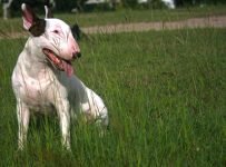 Bull Terrier